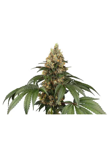 Chocolate Rainbow XXL