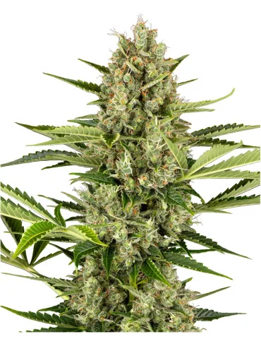 Jack Herer Autoflower