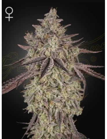 Skywalker Autoflower