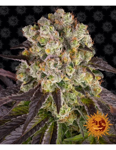 Purple Punch x Lemon Drizzle