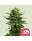 Royal Queen Seeds | Blue Mystic - semena konopí