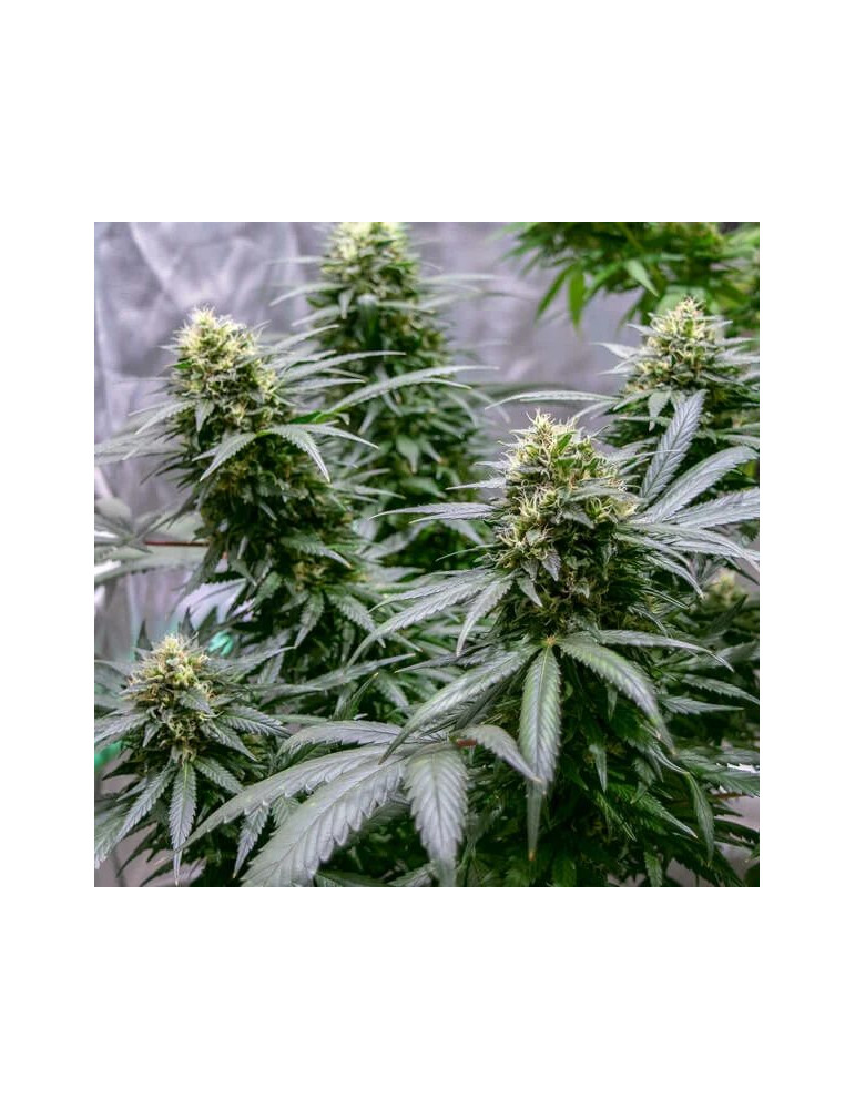 green_gelato_416_detail_galerie_rqs_cannabis_seeds_feminized_seeds_09
