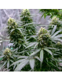 green_gelato_416_detail_galerie_rqs_cannabis_seeds_feminized_seeds_09