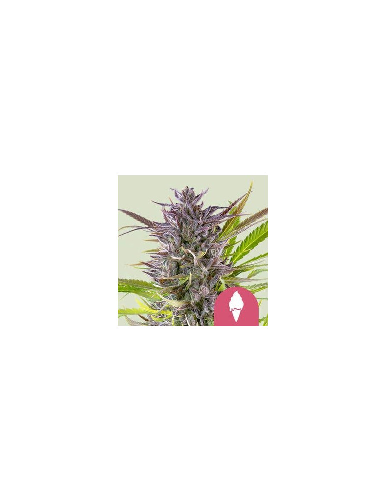 green_gelato_416_detail_galerie_rqs_cannabis_seeds_feminized_seeds_08