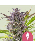 green_gelato_416_detail_galerie_rqs_cannabis_seeds_feminized_seeds_08