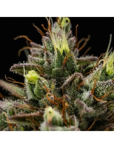 Purple Lemonade Auto