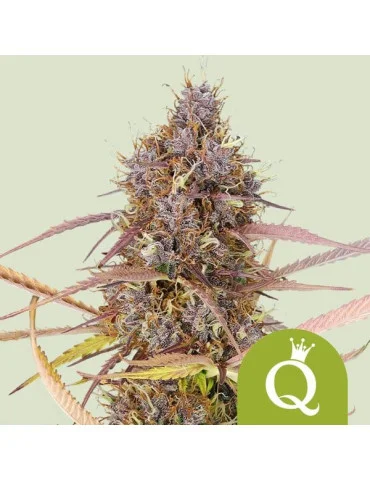 purple_queen_auto_482_hlavni_foto_rqs_seminka_konopi_semena_marihuany_konopna_odruda_autoflower_01