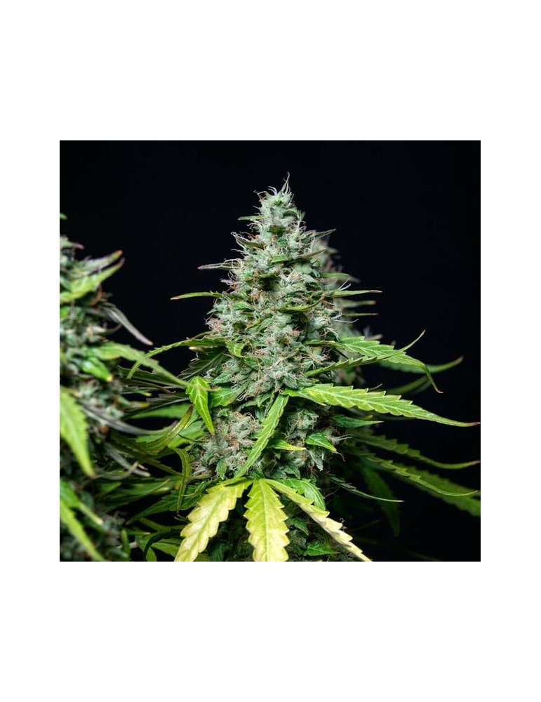 royal_gorilla_auto_409_detail_galerie_rqs_cannabis_seeds_autoflower_seeds_03