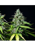 royal_gorilla_auto_409_detail_galerie_rqs_cannabis_seeds_autoflower_seeds_03