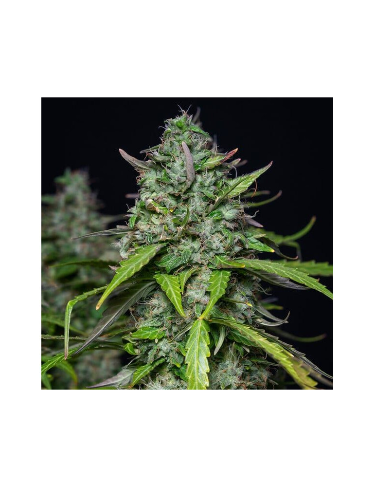 royal_gorilla_auto_409_detail_galerie_rqs_cannabis_seeds_autoflower_seeds_08