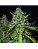 royal_gorilla_auto_409_detail_galerie_rqs_cannabis_seeds_autoflower_seeds_08