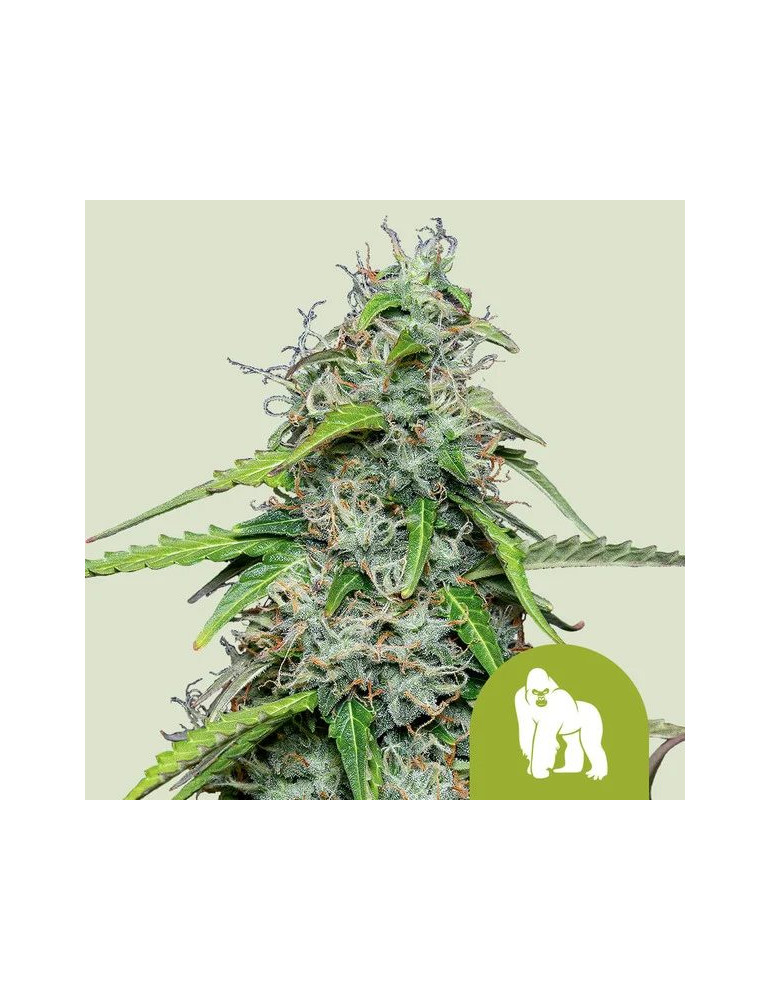 royal_gorilla_auto_409_hlavni_foto_rqs_seminka_konopi_semena_marihuany_konopna_odruda_autoflower_01