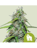 royal_gorilla_auto_409_hlavni_foto_rqs_seminka_konopi_semena_marihuany_konopna_odruda_autoflower_01
