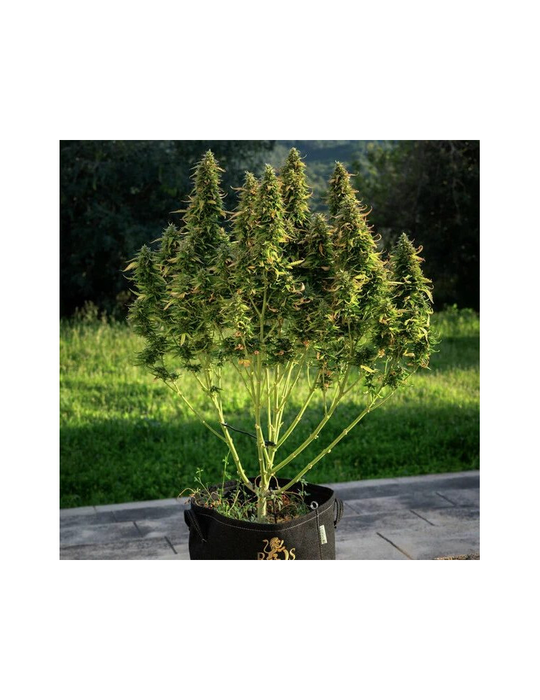 royal_gorilla_auto_409_makro_zaber_rqs_cannabis_seeds_autoflower_seeds_04