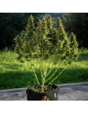 royal_gorilla_auto_409_makro_zaber_rqs_cannabis_seeds_autoflower_seeds_04