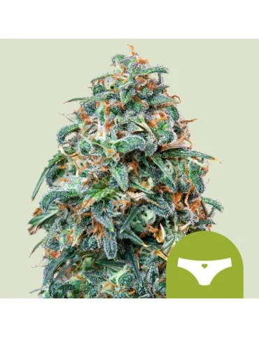 sherbet_queen_auto_543_hlavni_foto_rqs_seminka_konopi_semena_marihuany_konopna_odruda_autoflower_01