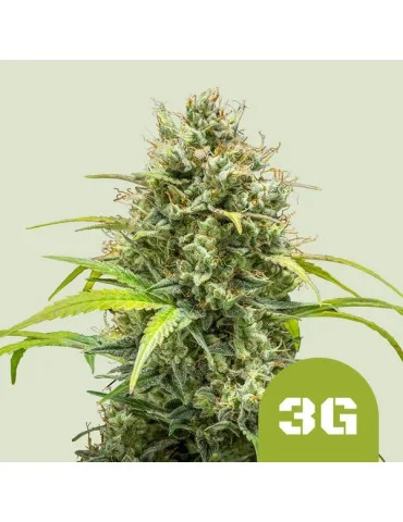 triple_g_auto_572_hlavni_foto_rqs_seminka_konopi_semena_marihuany_konopna_odruda_autoflower_01