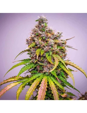 watermelon_auto_544_detail_galerie_rqs_cannabis_seeds_autoflower_seeds_08