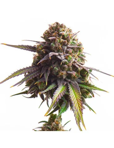 biscotti_630_detail_galerie_rqs_cannabis_seeds_feminized_seeds_03