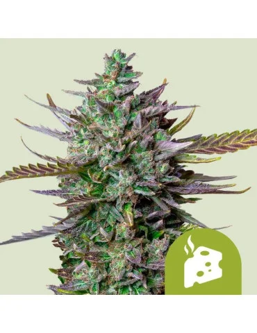 blue_cheese_auto_312_hlavni_foto_rqs_seminka_konopi_semena_marihuany_konopna_odruda_autoflower_01