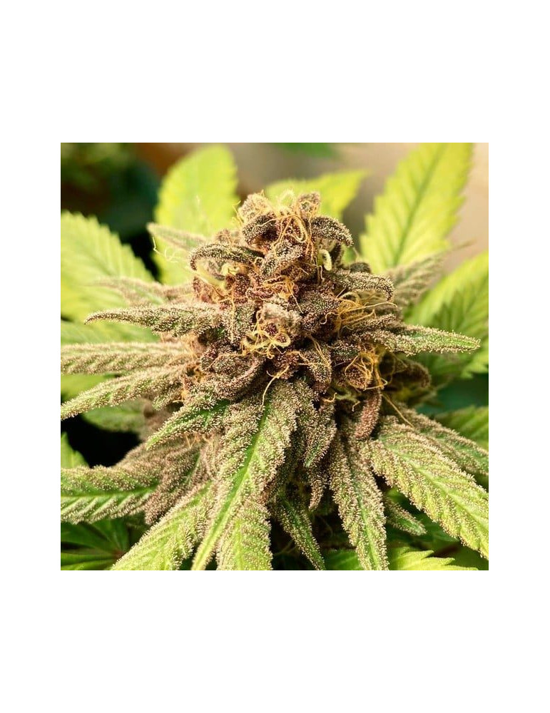 bubble_kush_218_cela_rostlina_rqs_cannabis_seeds_feminized_seeds_05