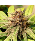 bubble_kush_218_cela_rostlina_rqs_cannabis_seeds_feminized_seeds_05