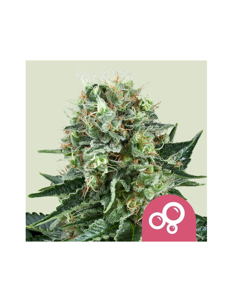 bubble_kush_218_hlavni_foto_rqs_seminka_konopi_semena_marihuany_konopna_odruda_feminizovane_01