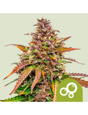 Bubble Kush Autoflower | Semínka marihuany - feminizovaná od royalqueen