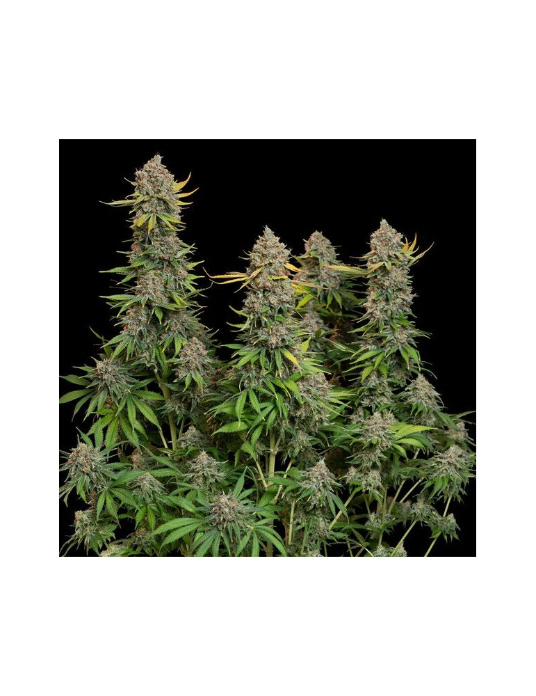 chocolate_haze_311_makro_zaber_rqs_cannabis_seeds_feminized_seeds_04
