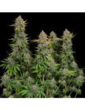 chocolate_haze_311_makro_zaber_rqs_cannabis_seeds_feminized_seeds_04