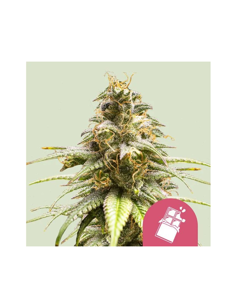chocolate_haze_311_hlavni_foto_rqs_seminka_konopi_semena_marihuany_konopna_odruda_feminizovane_01