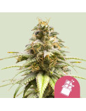 chocolate_haze_311_hlavni_foto_rqs_seminka_konopi_semena_marihuany_konopna_odruda_feminizovane_01