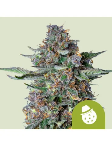 Do-Si-Dos Auto - samonakvétací semínka konopí - autoflower