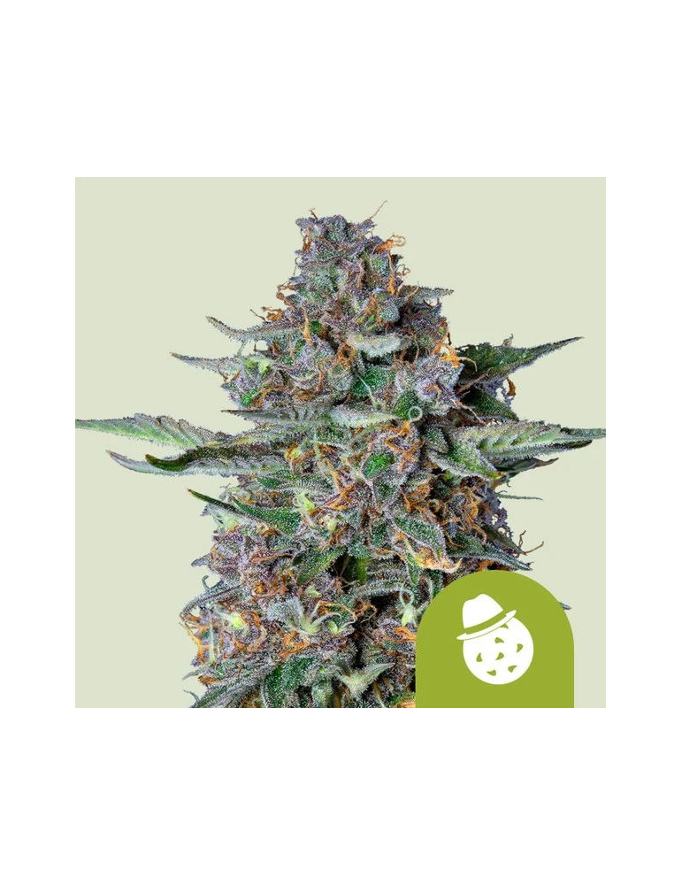 Do-Si-Dos Auto - samonakvétací semínka konopí - autoflower