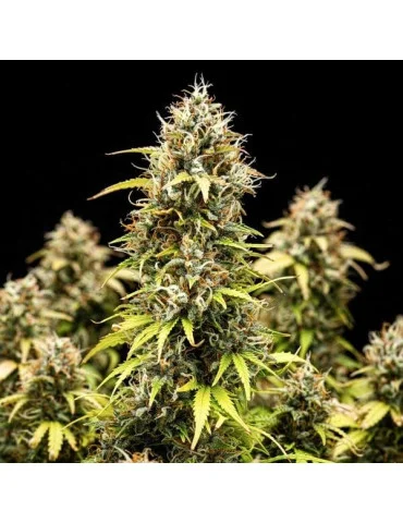 Granddaddy Purple Auto