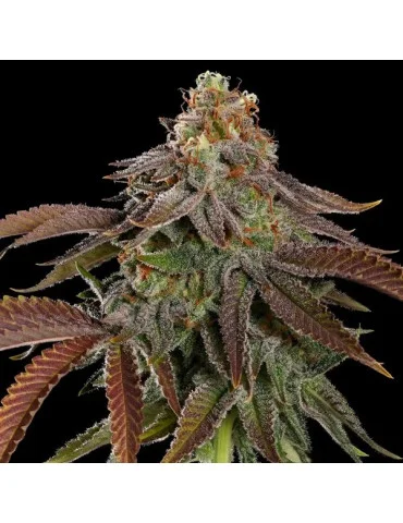 Feminizovaná semena konopí - Kali Dog - Royal Queen Seeds
