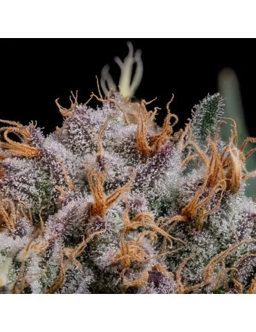 Lemon Shining Silver Haze