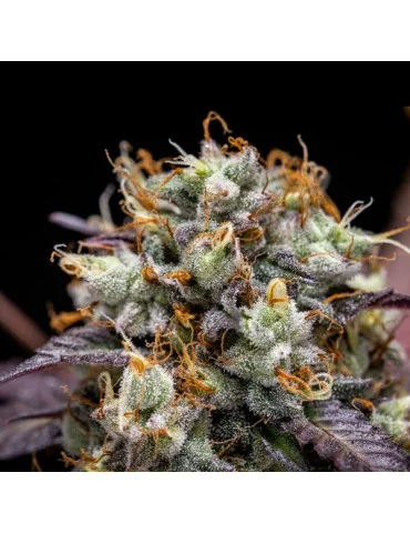 North Thunderfuck Auto