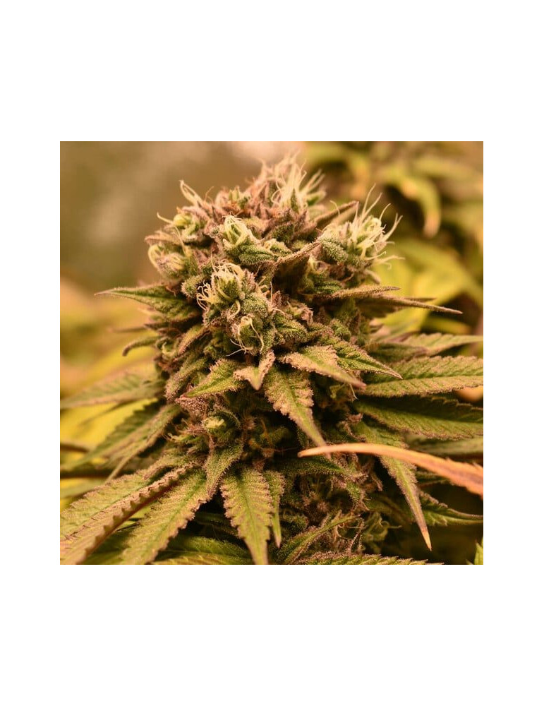 Pineapple Kush – feminizovaná semena marihuany s ovocným aroma a rychlým květem