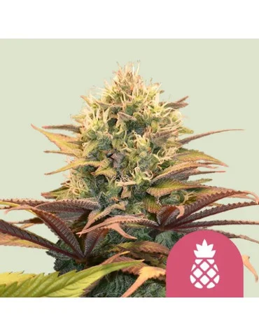 Pineapple Kush - feminizovaná semena konopí - marihuany - Royal Queen Seeds
