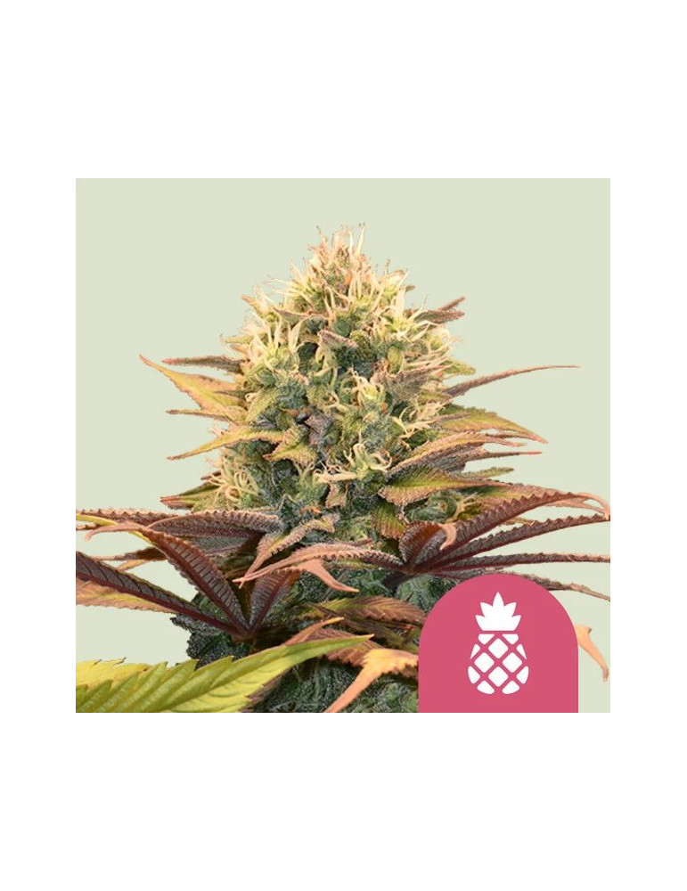 Pineapple Kush - feminizovaná semena konopí - marihuany - Royal Queen Seeds