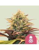 Pineapple Kush - feminizovaná semena konopí - marihuany - Royal Queen Seeds
