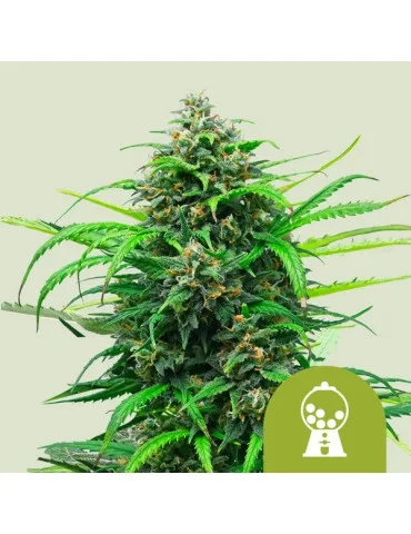 Pink Runtz Auto - Royal Queen seeds - feminizovaná semena konopí