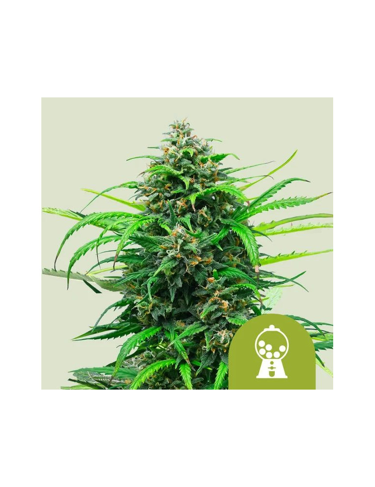 Pink Runtz Auto - Royal Queen seeds - feminizovaná semena konopí