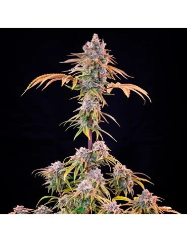 Royal Cheese - Fast Flowering