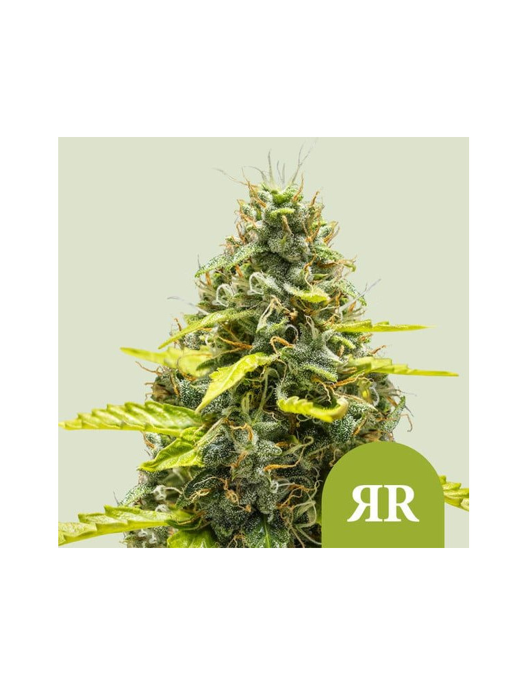 Royal Runtz Auto