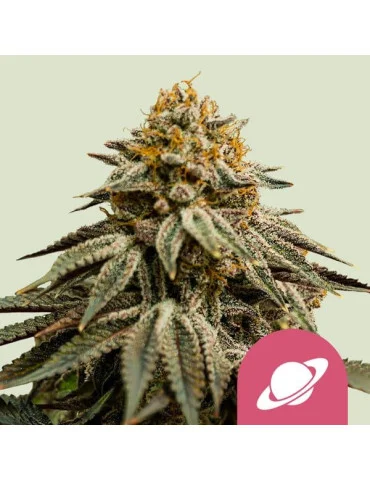 Royal Skywalker - Royal Queen Seeds - feminizovaná semínka konopí