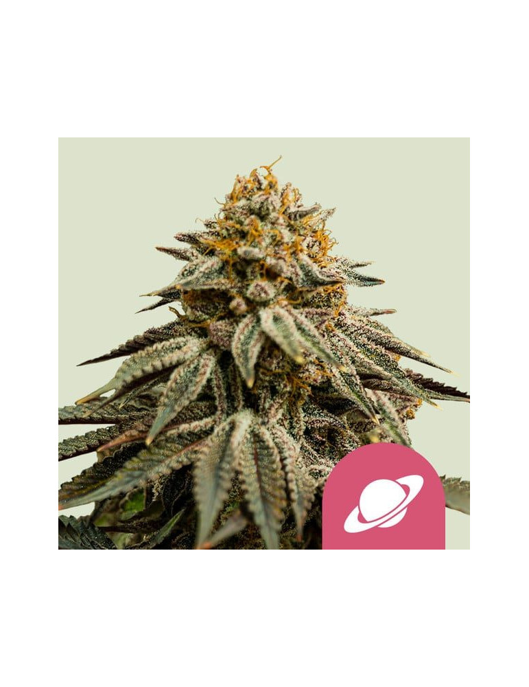 Royal Skywalker - Royal Queen Seeds - feminizovaná semínka konopí