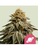 Royal Skywalker - Royal Queen Seeds - feminizovaná semínka konopí