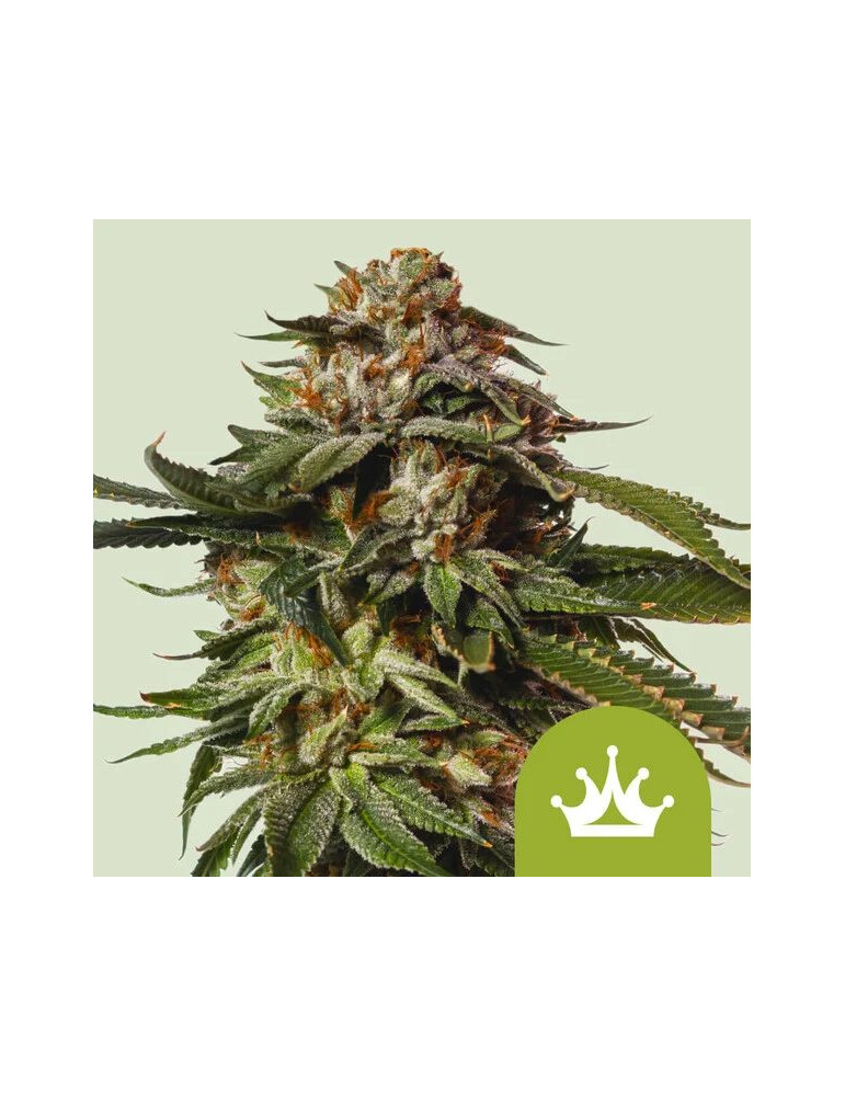 special_queen_1_auto_683_hlavni_foto_rqs_seminka_konopi_semena_marihuany_konopna_odruda_autoflower_01